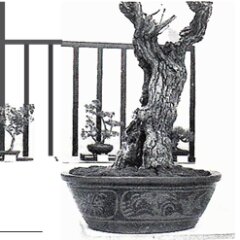 Burlingame Daimyo Oak and Ancient Chinese Pot